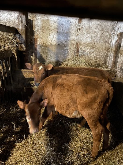 Продам телят 3-4 месяца