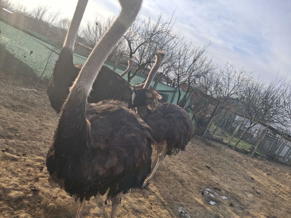 Am de vinzare 4 struti in virsta de un an si 7 luni