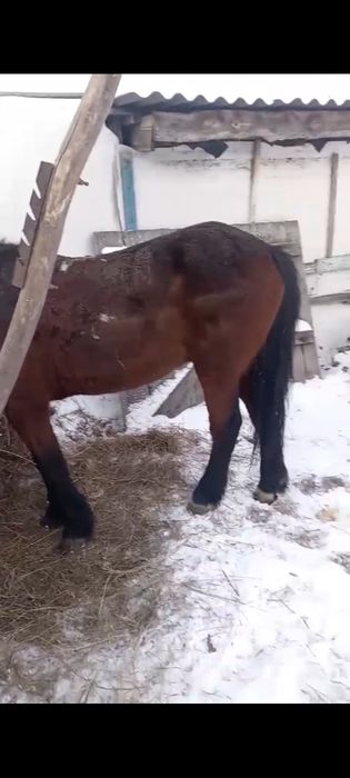 Обменяю Мерена обученого