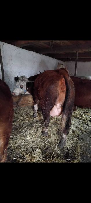 Disponibilă junincă gata de fatat