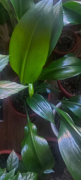 Эухарис (амазонская лилия) за 10000т