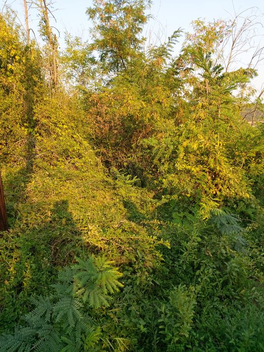 Косене на трева, поддръжка и почистване на тревни площи !