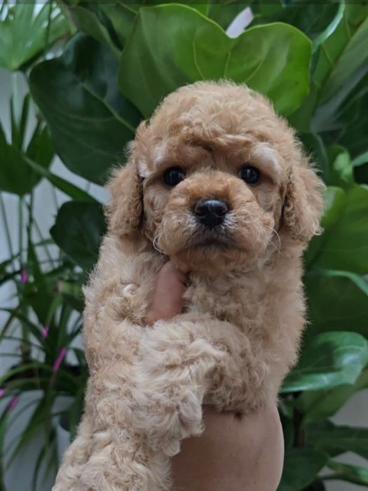 Продам карликовых пуделей