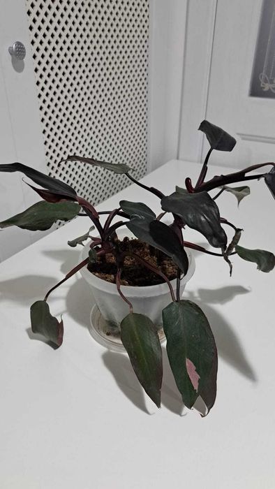 Эпипремнум, сингониум, филодендрон