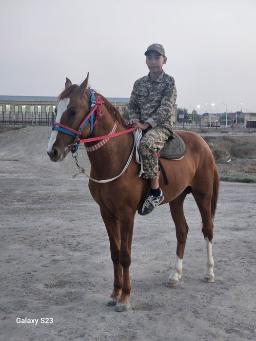 Дончак құнан сатылады