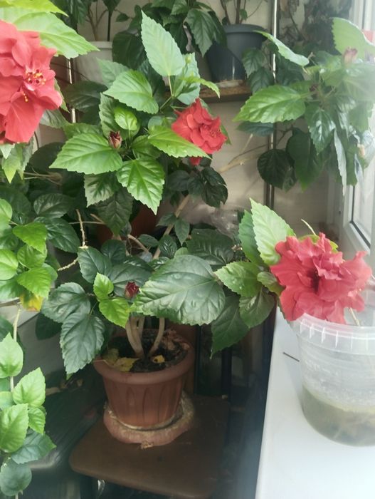 Комнатные растения