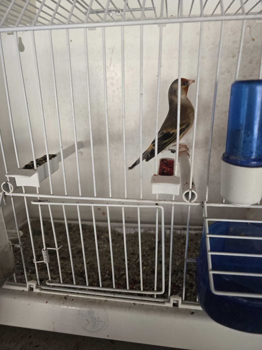 Canari de vanzare si hibrizi