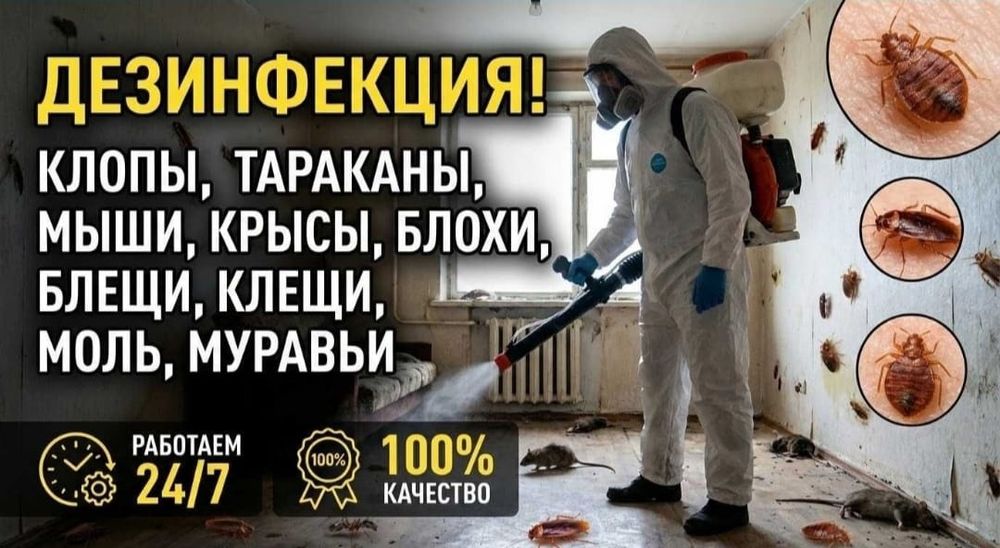 Дезинфекция от тараканов