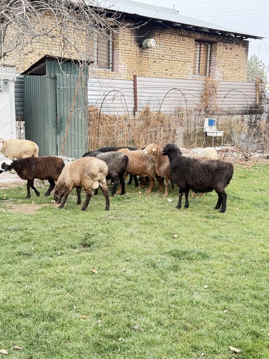 Бараны қой сатылады