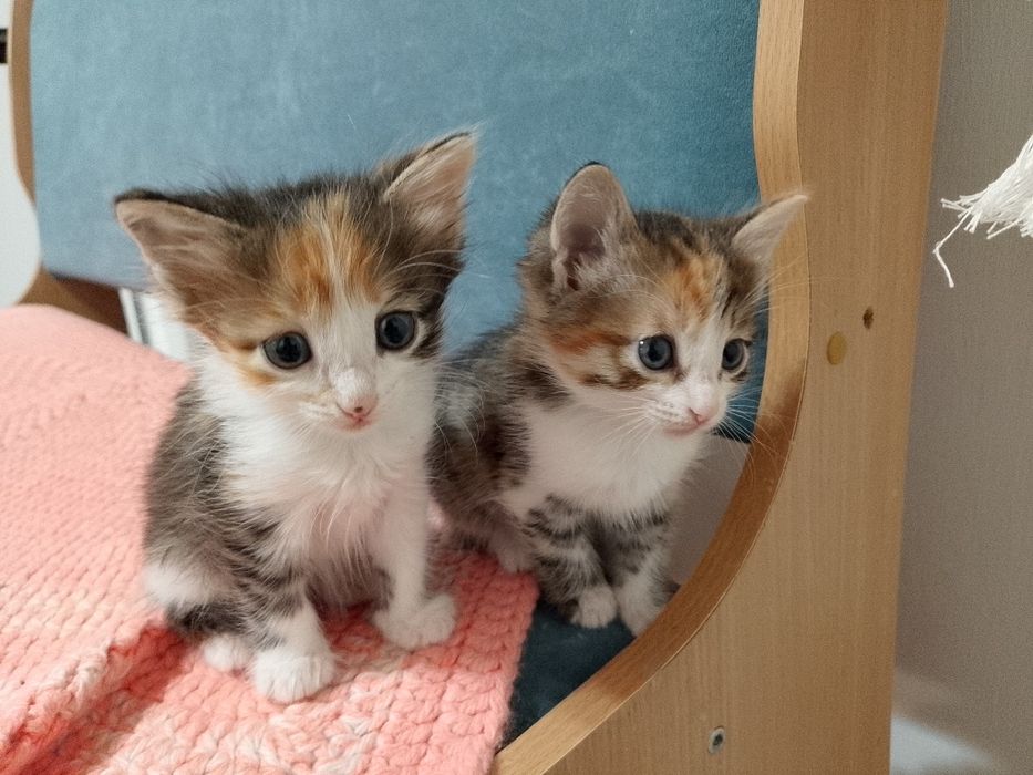 Котята ищут дом!!