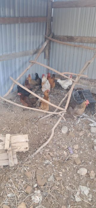 Тауық , қораз сатылады