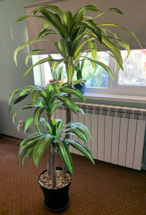 Plantă artificială decorativă Dracaena 1,75m