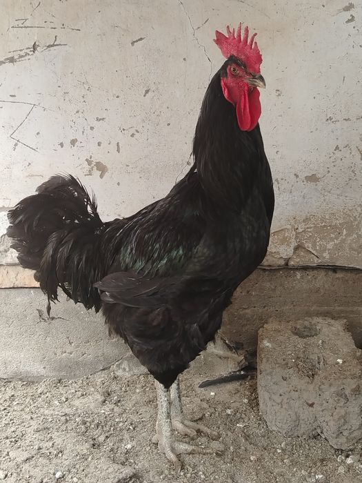 GIGANT Qorashahzoda xo'roz sotiladi..