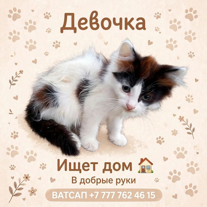 Котяткам нужен дом
