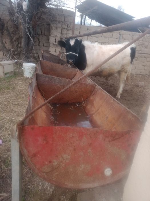 Бұқа сатылады бағасы 380мын саудасы бар