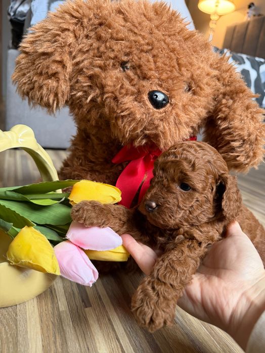 Toy poodle Той пудел