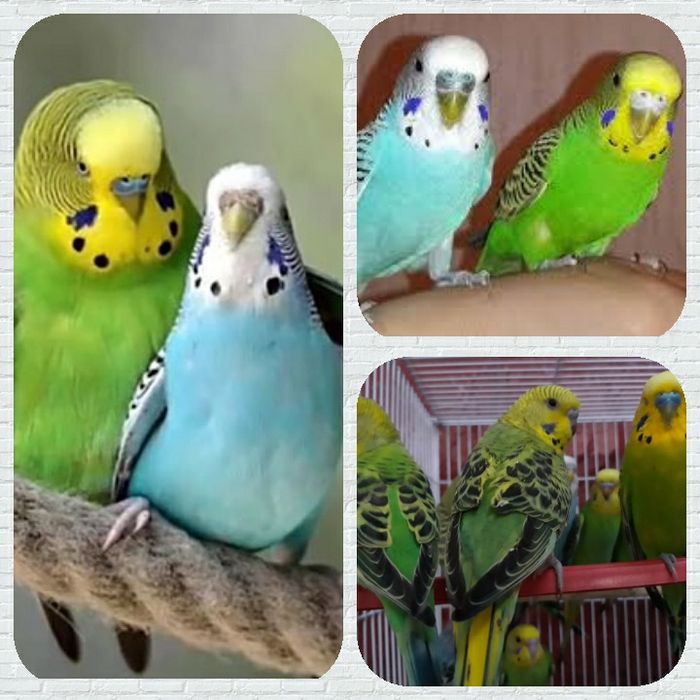 Попугай волнистые