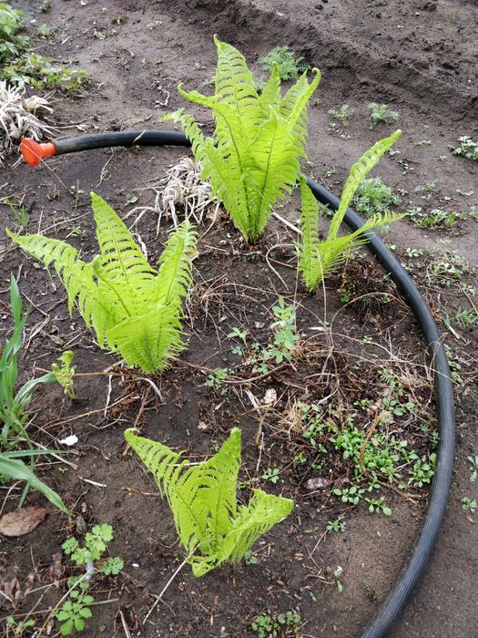 Цветы многолетние