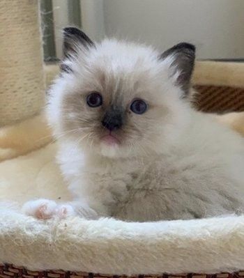 Ragdoll ochi albaștri