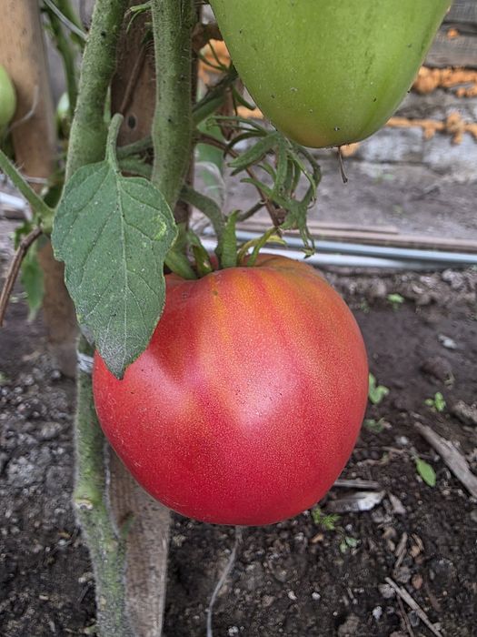 Продам помидоры домашние  крупные