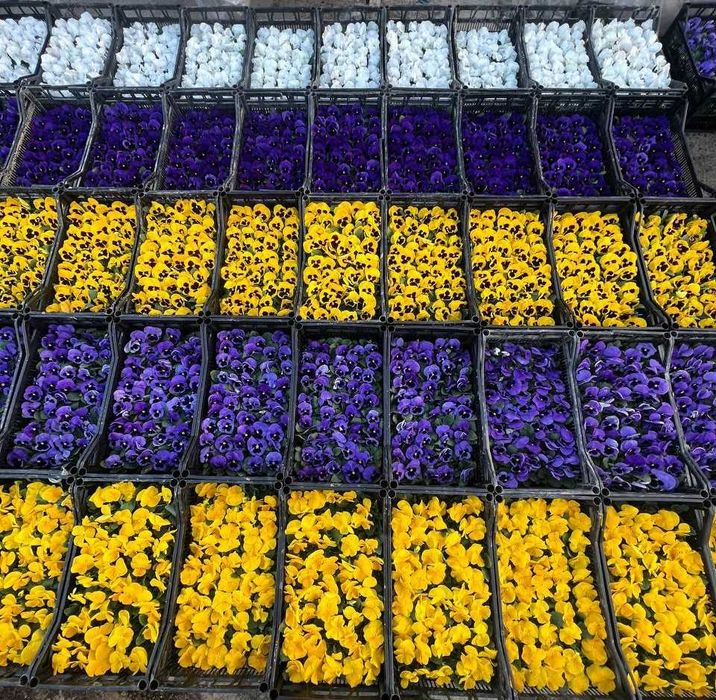 Viola / Виола в любом количестве