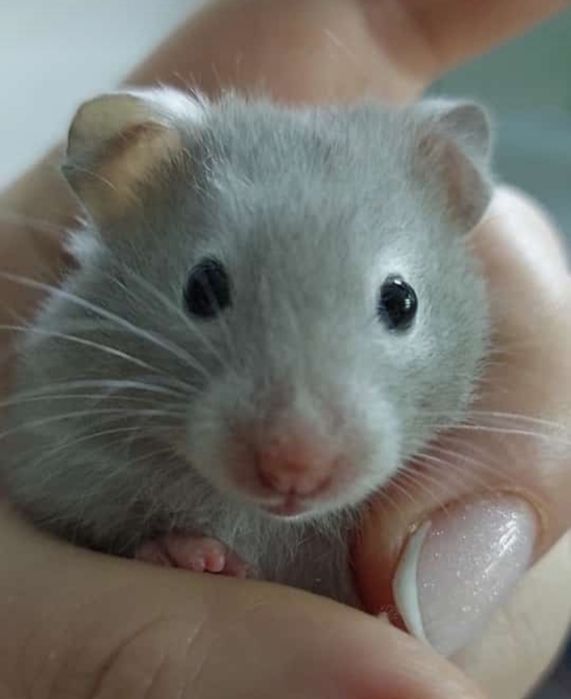 Сирийские хомяки