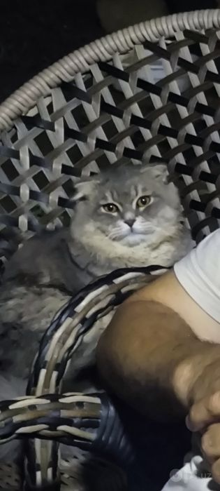 Продам котика Шотландская вислоухая