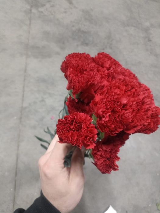 Живые гвоздики !