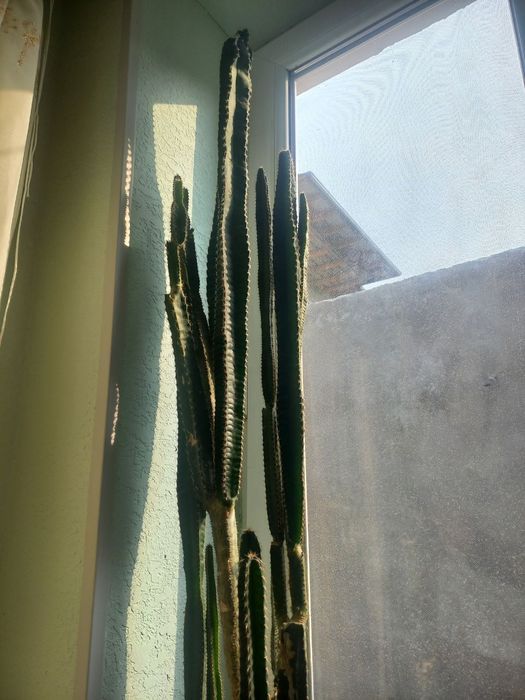 Qush amadinka bonus gul