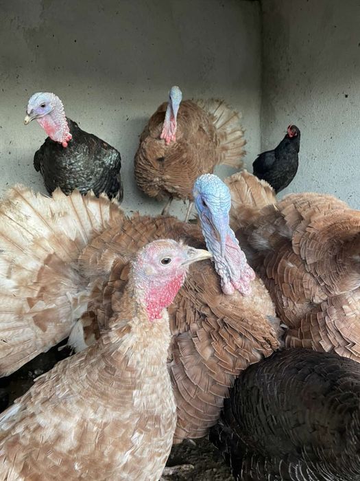 Продавам пуяци и пуйки