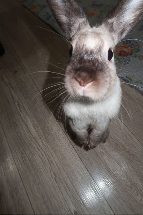 California rabbit Кролик