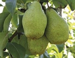 Par (Soiul Novembra )