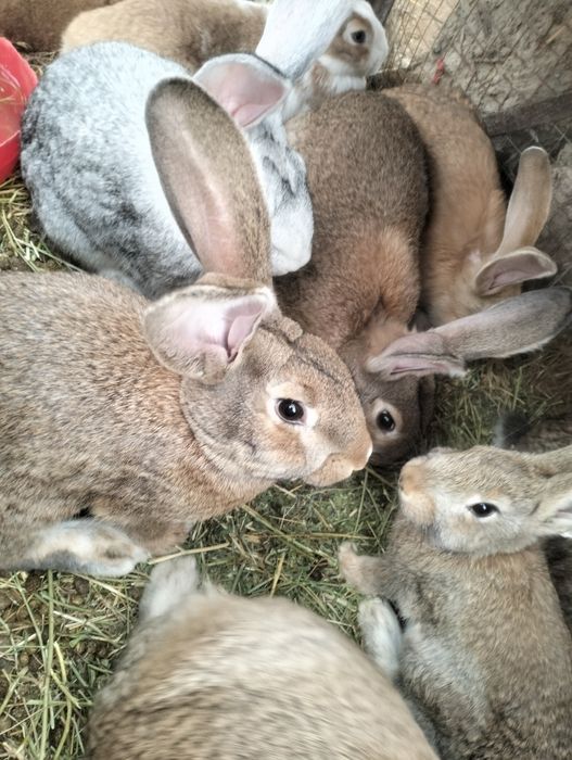 Продам кролика..