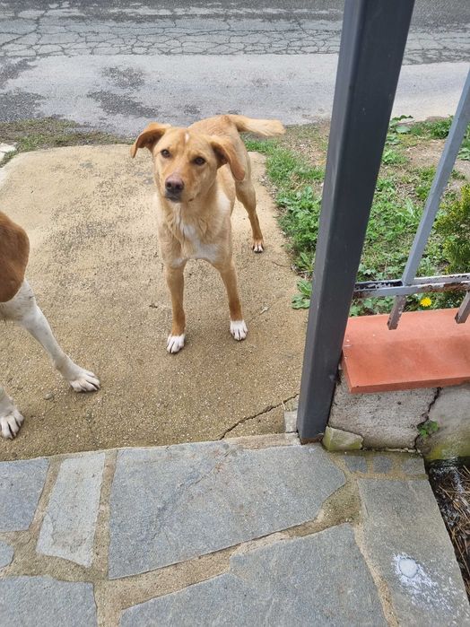 Търся любящ дом за Рижка