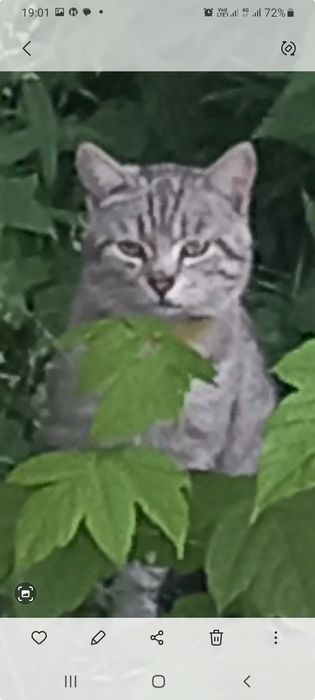 Нашелся      кот