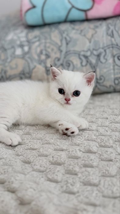 Продается котенок блу поин эксклюзив
