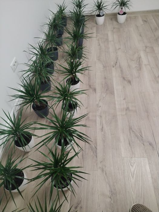 Vând dracena -copac ornamental