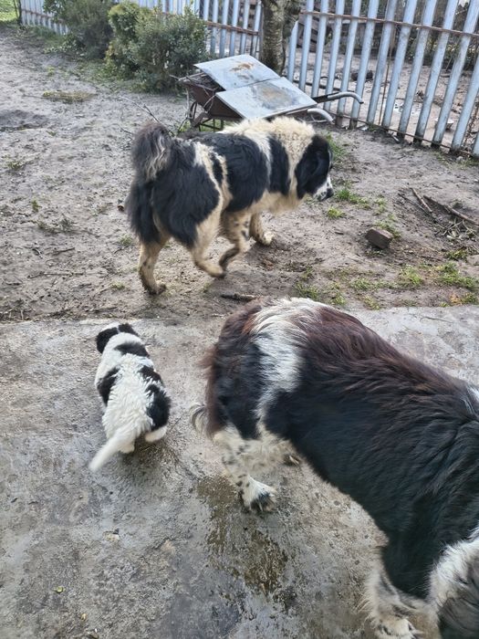 Малка каракачанска овчарка