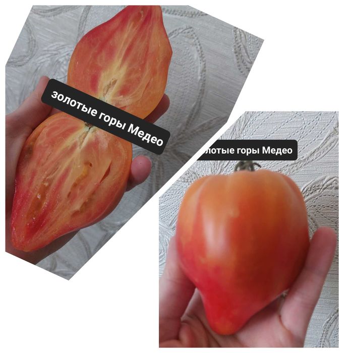 Продам семена томатов