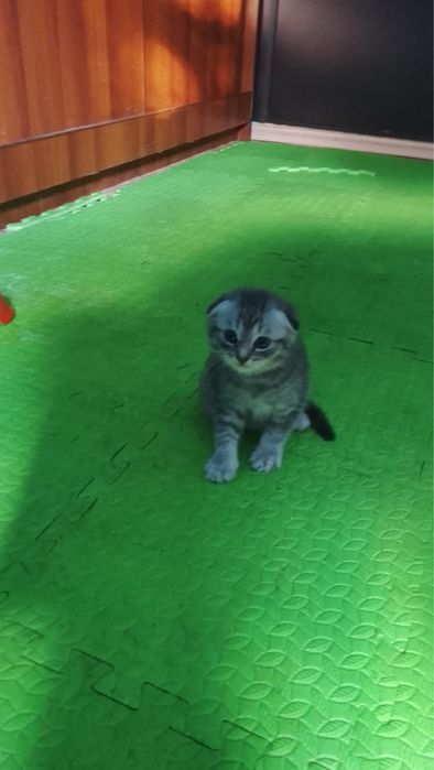 Котятя шатландские