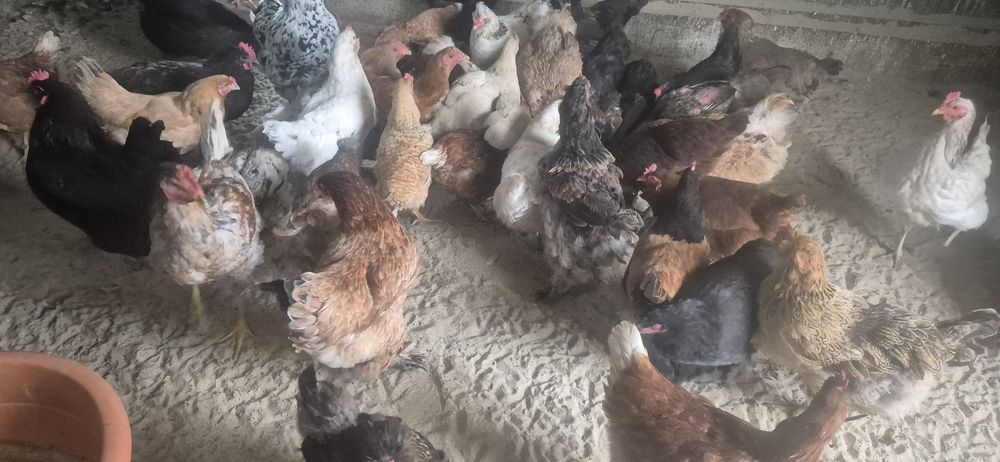 Oua de la diferite gaini de vanzare pentru incubat