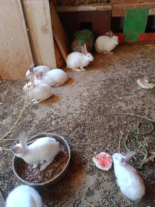 кролики каефорня