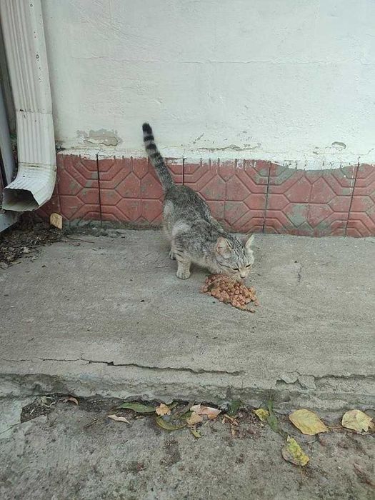 Кошечке нужен дом! Срочно!