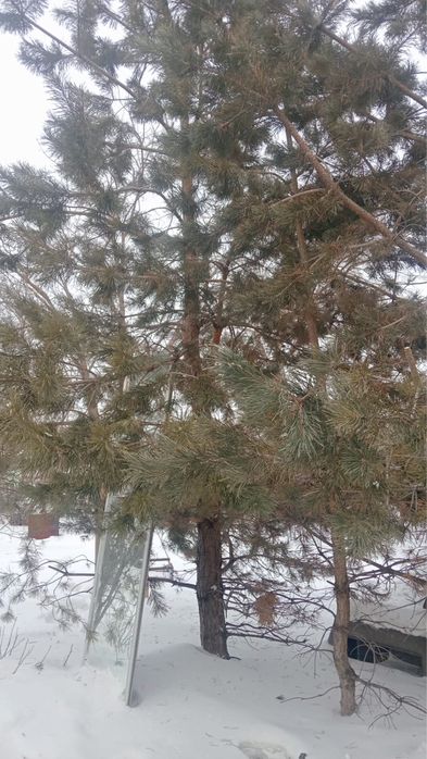 Елка продаем есть большой маленький