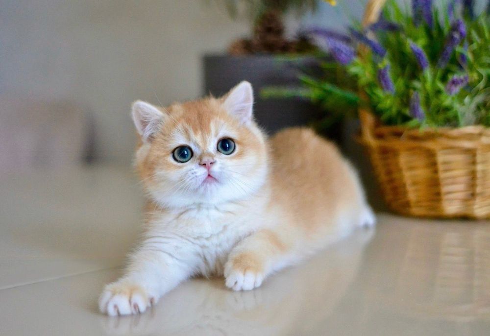 Бритаснский эксклюзив