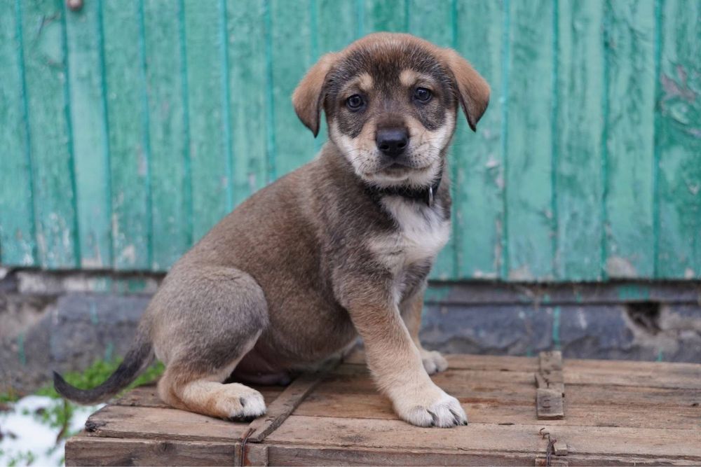 Бебета кученца търсят дом!