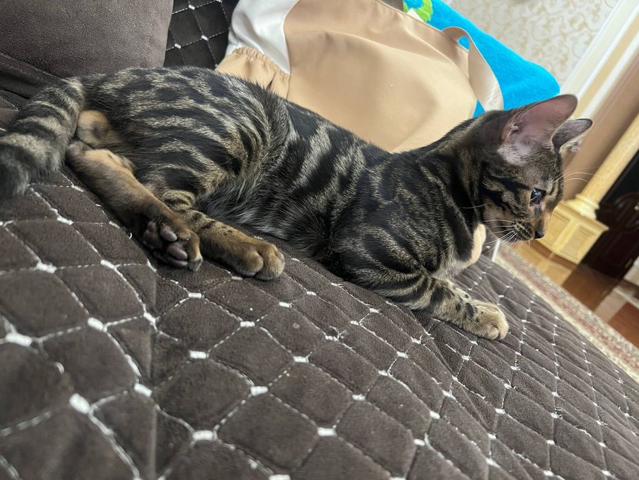 Бенгальский кот мальчик