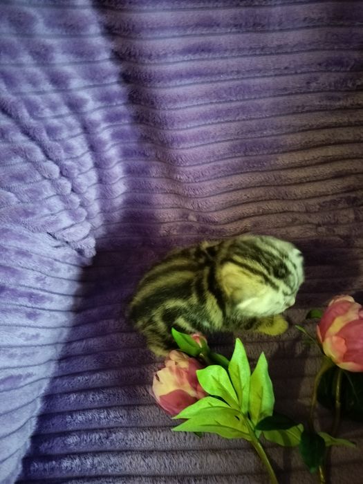 Вязка. Котик ждёт дам.