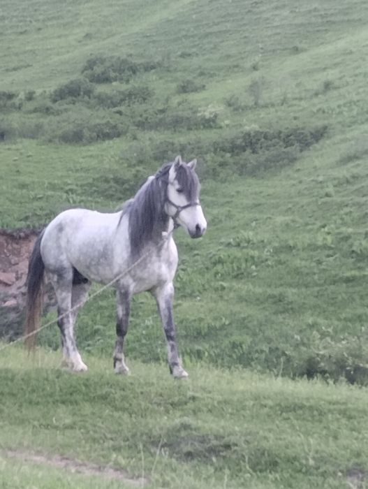 Продам Коня Айғыр