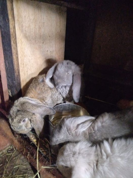 Продам кроликов от 2500